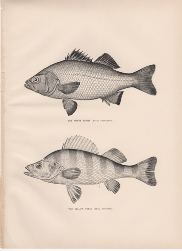 ANTIQUE PRINTS FROM 1896 NY FISH & GAME